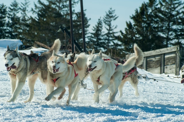sled dogs