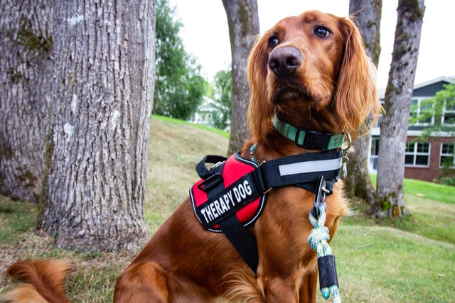 therapy dogs