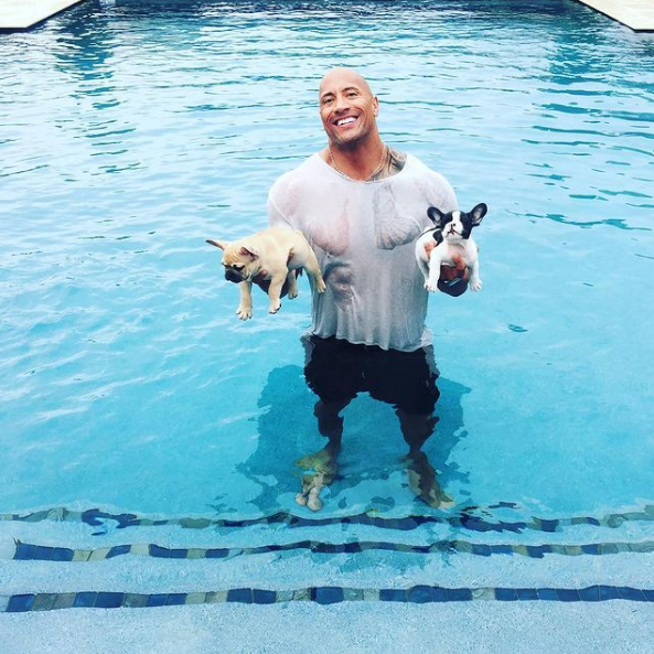 therock on Instagram french bulldog