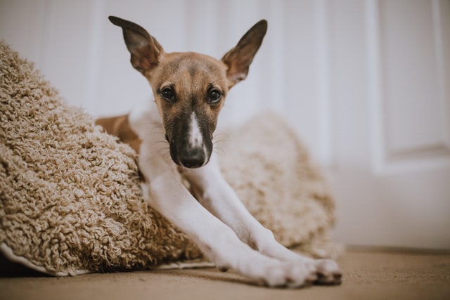 whippet on rug at home