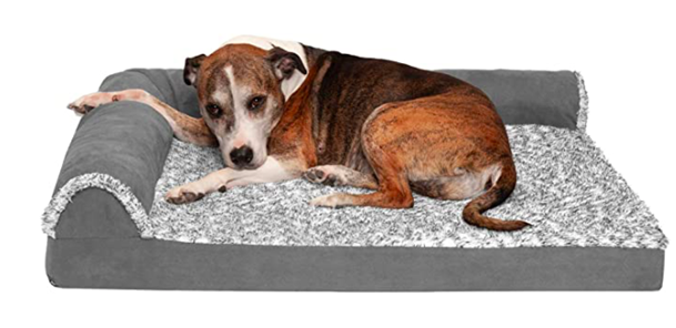 cute dog on bed