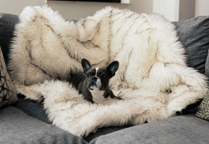 waterproof dog blanket