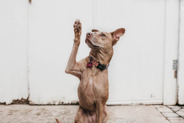 dog waves hello