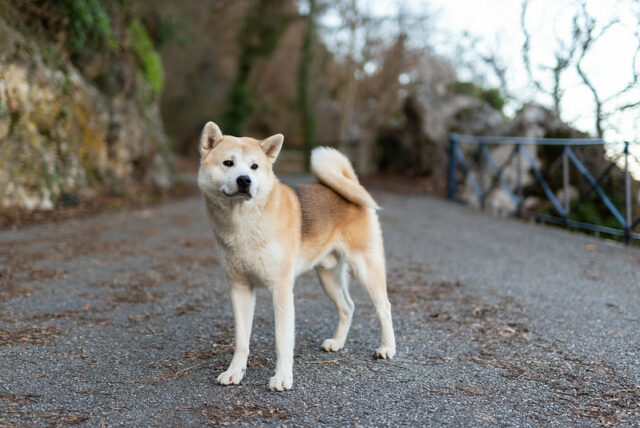 Akita