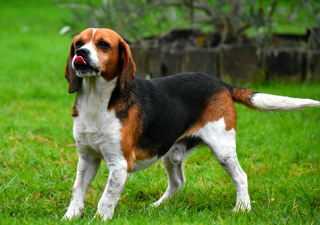 Beagle