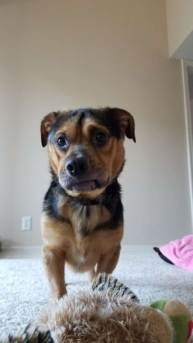 benji3