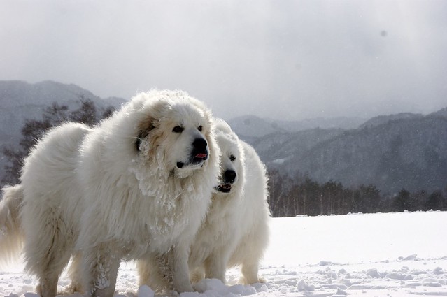 Great Pyrenees