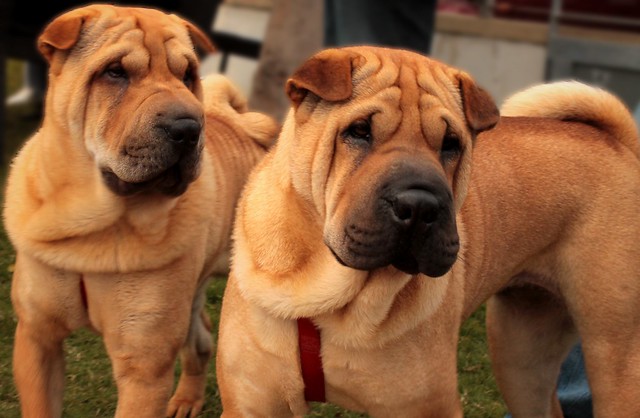 Shar-Pei