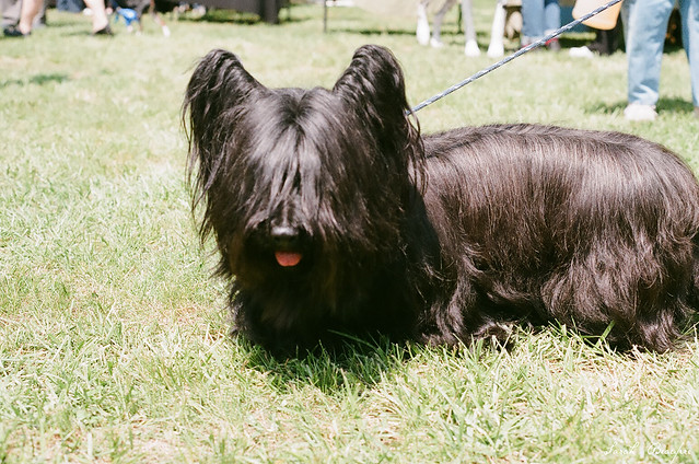 Skye Terrier