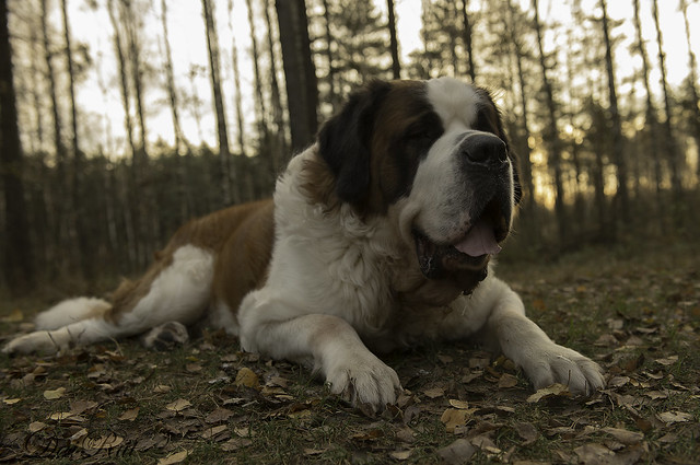 St. Bernard