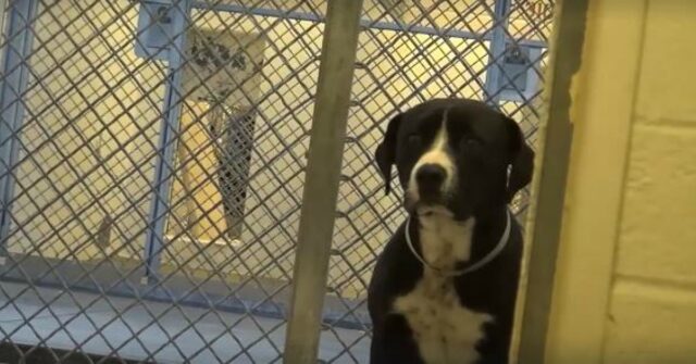 Death row dog 1