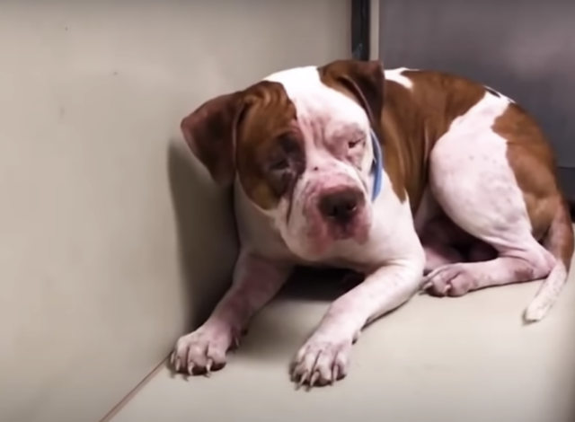 Screen Shot 2020 05 04 at 10.00.32 AM