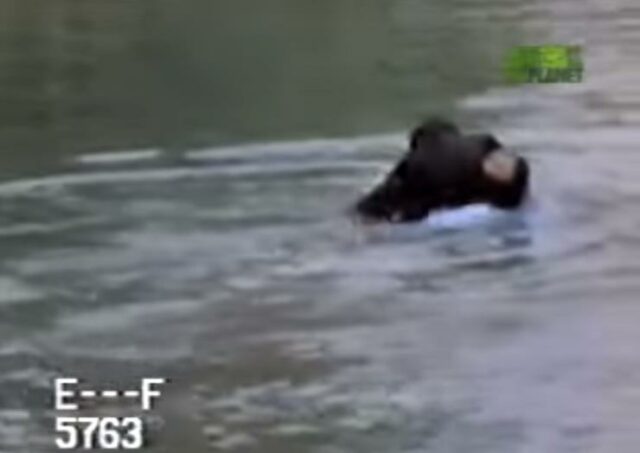 ape2