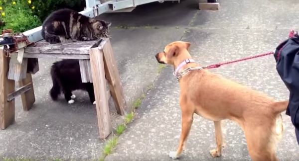 catdog1