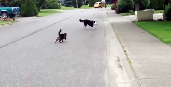 catdog2