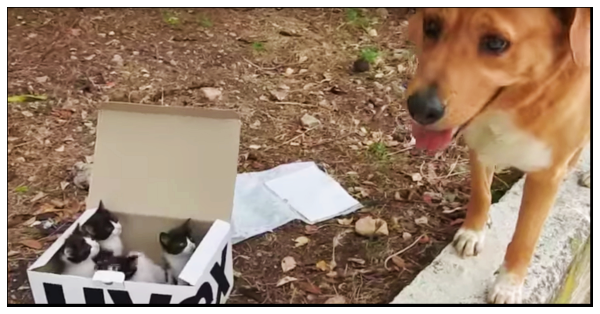 dog kittens one