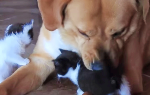 dog kittens three
