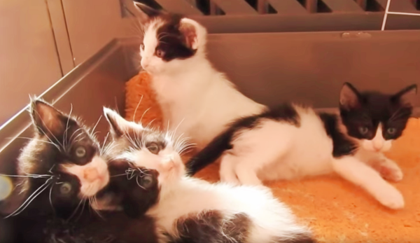 dog kittens two