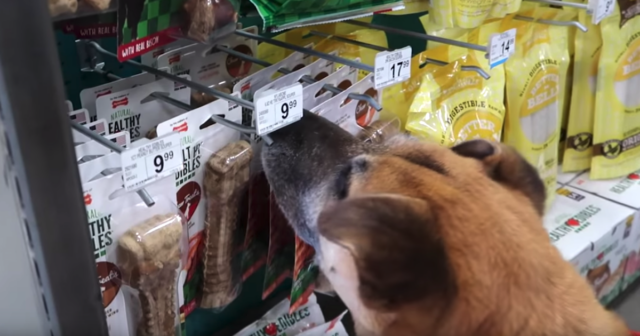 doggy shopping spree 1