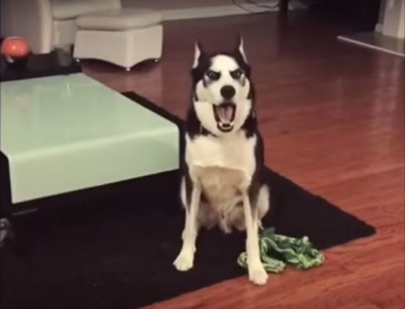 husky1 1