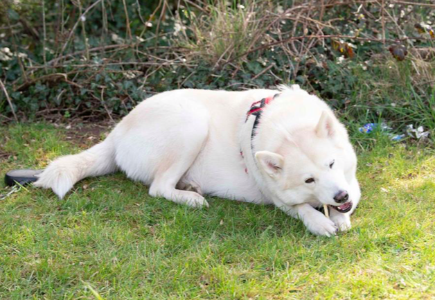 husky1