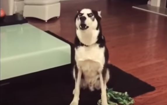 husky2 1