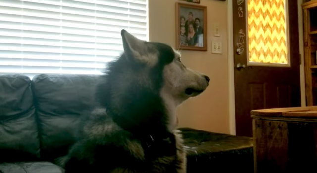 mad malamute bath