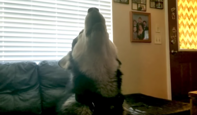 madmalamutebath2