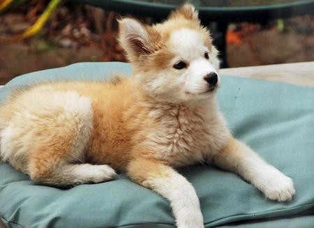 mutt2