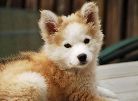 mutt3
