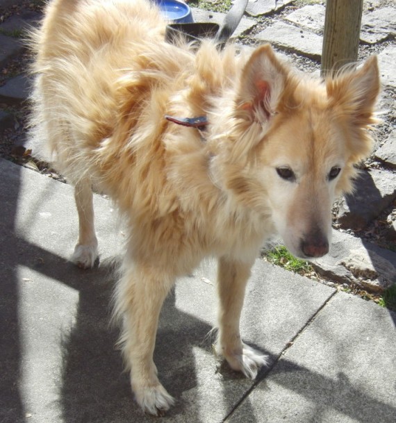 mutt4