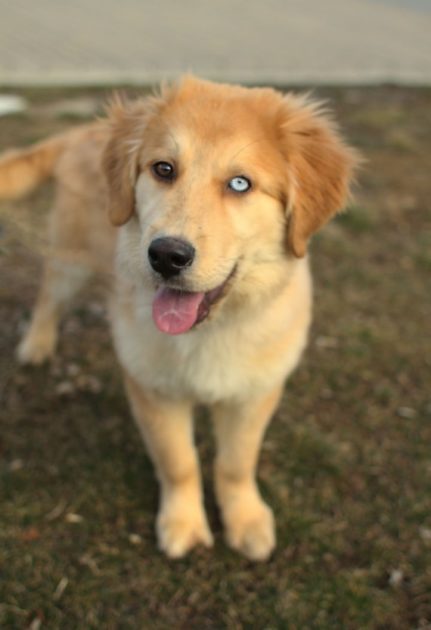 mutt5 431x630 1