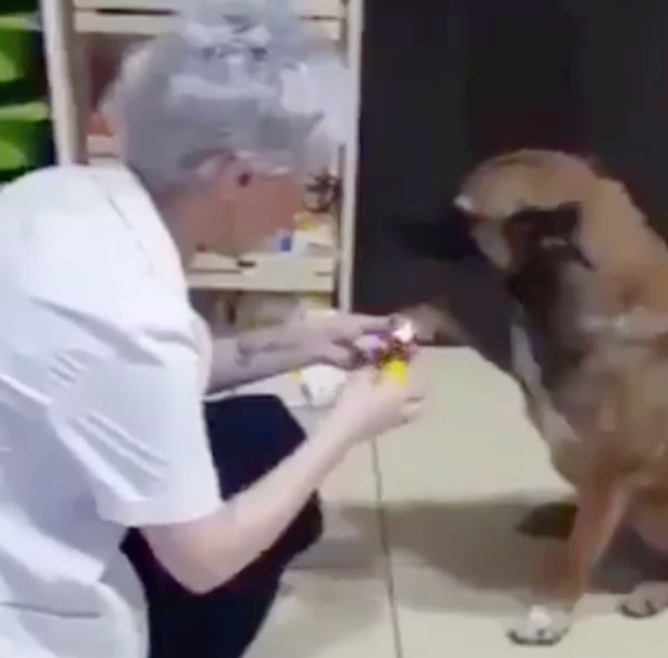 paw2