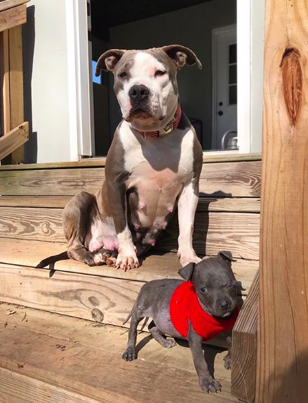 pit bull and Raisin1