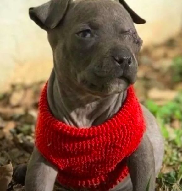 pit bull and raisin3