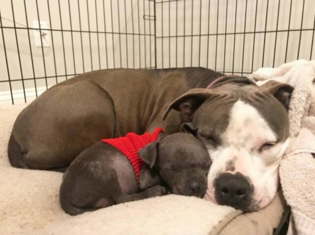 pit bull and raisin4 1