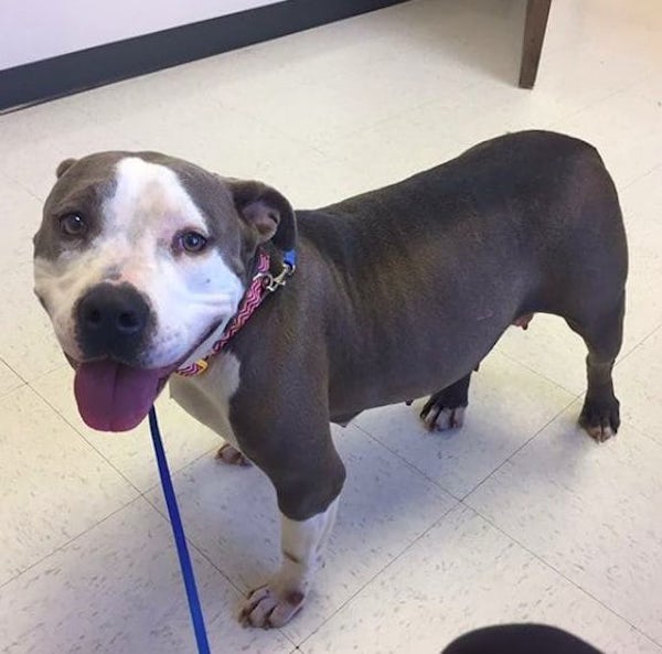 pitbull and Raisin1