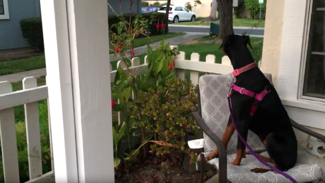 recently adopted dog