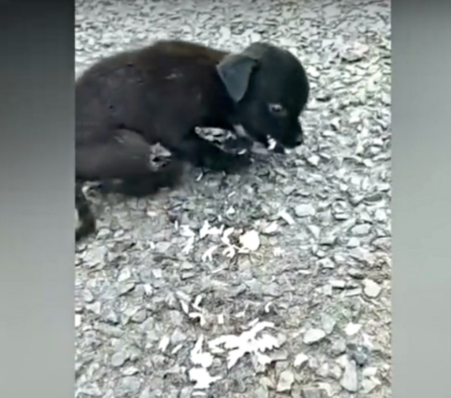 sickpup1
