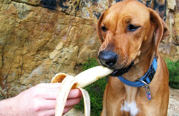 bananas
