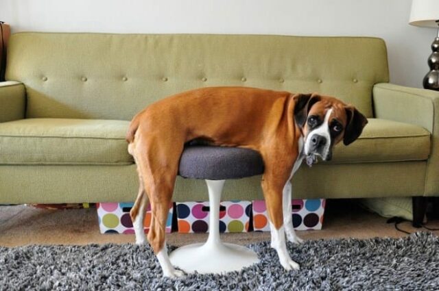couch couch
