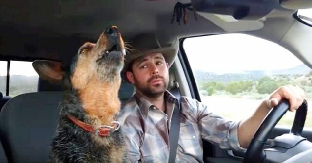 country sing dog ftd 768x403 1