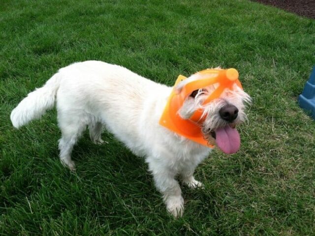 dog-1 dog 1 1