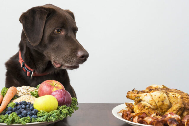 dog diet tips 945x630 1