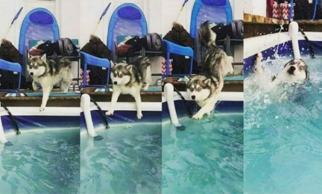 dog-diving dog diving