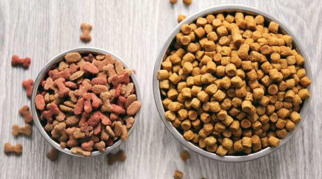 dog food 1