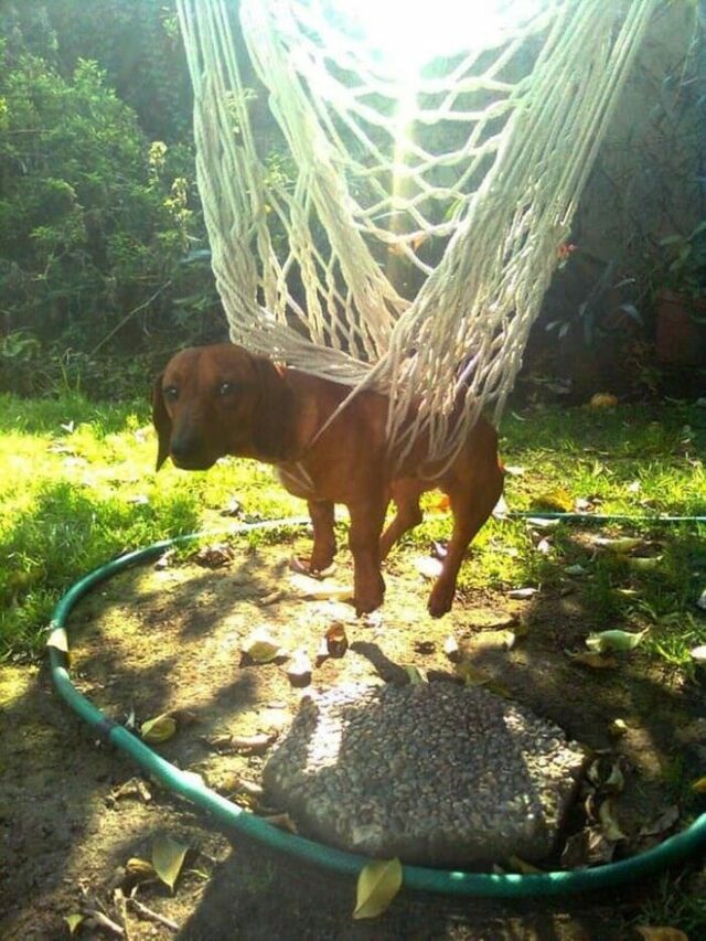 dog-hanging-from-net dog hanging from net