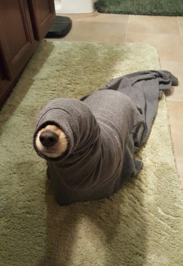 dog-in-blanket dog in blanket