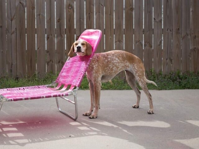dog-in-chair dog in chair