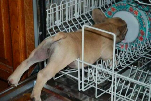 dog-in-dishwasher dog in dishwasher